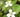 Ingredient Spotlight: Heartleaf – The Calming Staple for Sensitive Skin