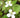 Ingredient Spotlight: Heartleaf – The Calming Staple for Sensitive Skin