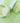 Fresh Lime Dewy & Pore Purifying Toner Pad 160ml ~ 70 Pads