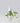 Growt Scalp Rebooting Foam 50ml