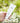 White Chrysanthemum Radiance Sunscreen Cream 70ml